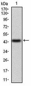 ANXA5 Antibody