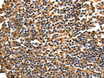 ANXA5 Antibody