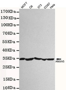 ANXA5 Antibody