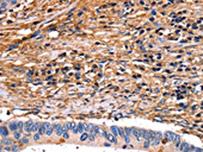 ANXA6 Antibody