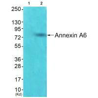ANXA6 Antibody