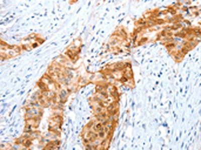 ANXA8 antibody