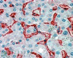 Goat anti-AOC3 Antibody