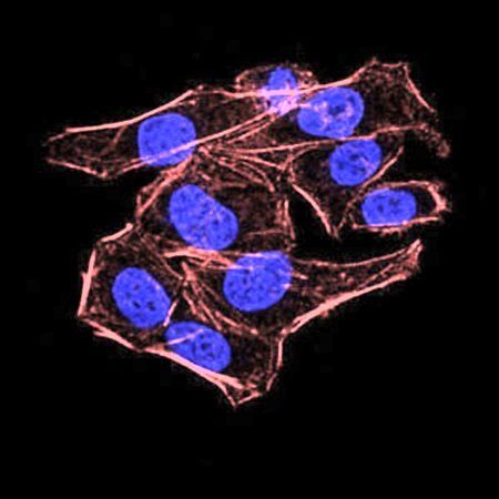 AOF1 Antibody