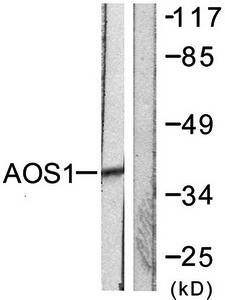 AOS1 antibody