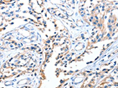 AOX1 Antibody