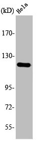 AOX1 antibody