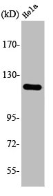 AOX1 Antibody