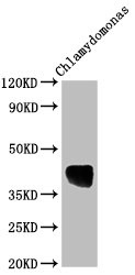 AOX1 antibody