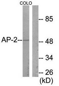 AP-2 antibody