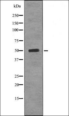 AP-2mu (Phospho-Thr156) antibody