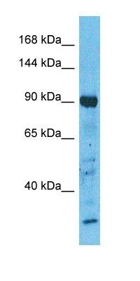 AP1B1 antibody