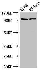 AP1G1 antibody