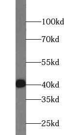 AP1,JUN,P39 antibody