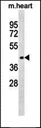 AP1M1 antibody
