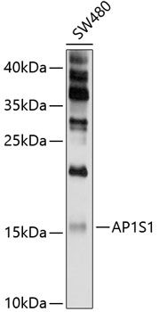 AP1S1 antibody