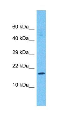 AP1S2 antibody