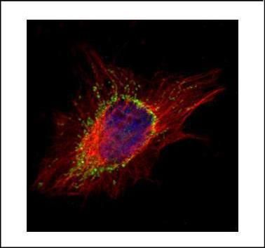 adaptor related protein complex 1 subunit sigma 2 Antibody