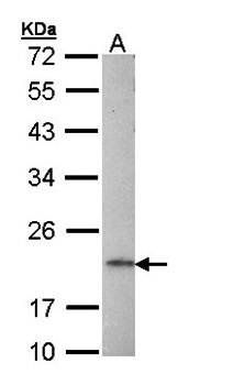 AP1S2 antibody