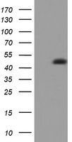AP2 gamma (TFAP2C) antibody