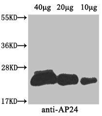 AP24 antibody