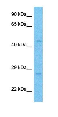 AP2A antibody