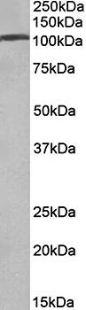 Goat anti-AP2A1 (aa706-727) Antibody