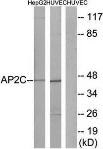 AP2C Antibody
