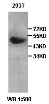 AP-2 gamma antibody