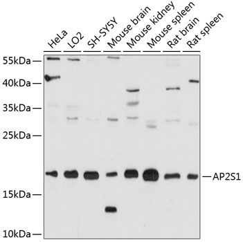 AP2S1 antibody