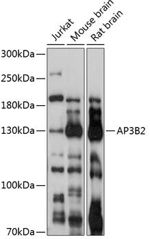AP3B2 antibody