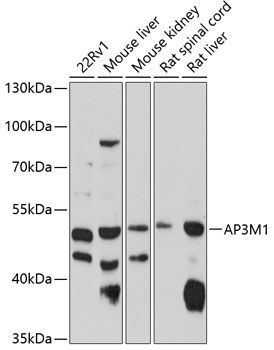 AP3M1 antibody