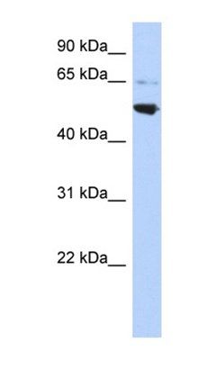 AP3M2 antibody