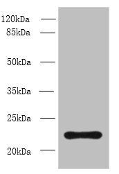 AP3S2 antibody
