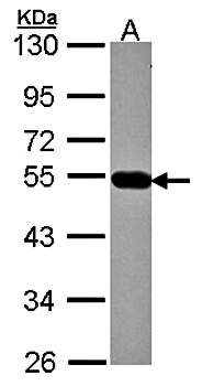 AP4M1 antibody