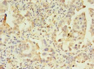 APAF1 Antibody