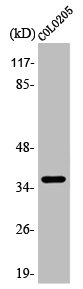 APAF1 antibody