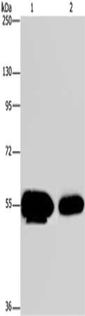 APBA1 Antibody