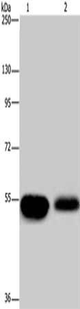 APBA1 Antibody