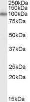 APBA1 antibody