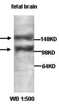 APBA1 Rabbit Polyclonal Antibody