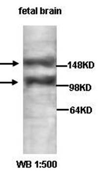 APBA1 antibody