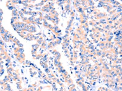 APBA2 Antibody