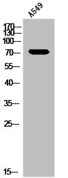 APBB1IP Antibody