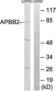 APBB2 antibody