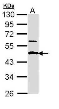 amyloid beta precursor protein-binding family B member 3 isoform a antibody