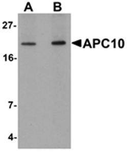 APC10 Antibody