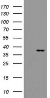 Apc11 (ANAPC11) antibody