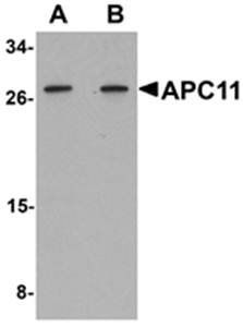 APC11 Antibody