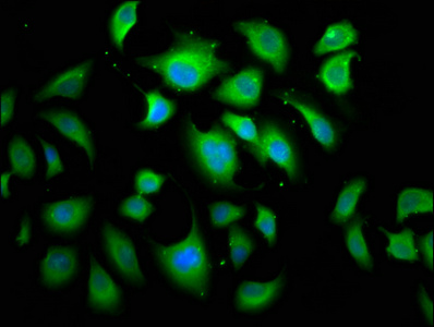 APC2 antibody